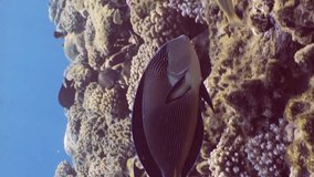 Slow motion, Red Sea Clown Surgeon (Acanthurus sohal) swims over coral reef on sunny day, Close-up