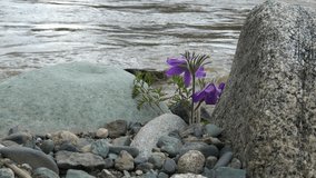 Video of Pulsatilla flower (common name pasque flower) among stones on the river bank.