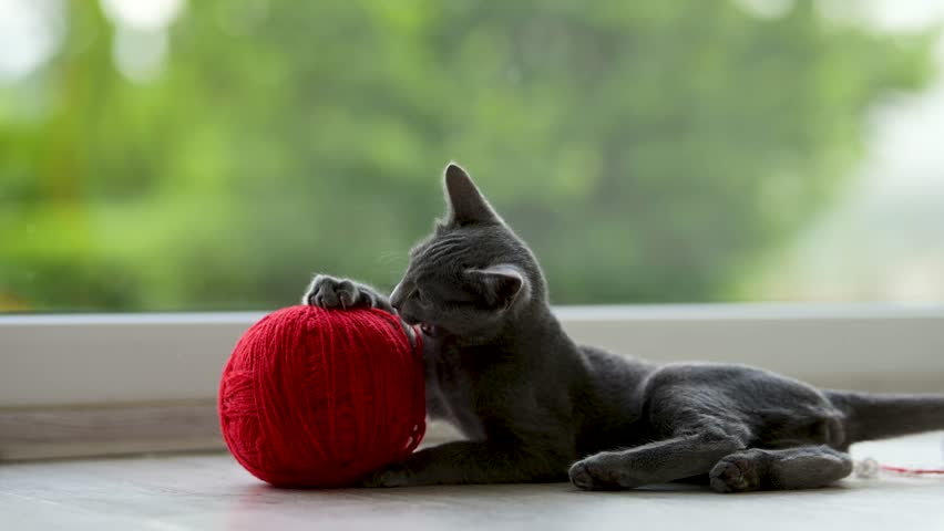Young funny Russian Blue kitten playing with red yarn ball. Gorgeous blue-gray cat with green eyes. Family pet at home. Royalty-Free Stock Footage #1106584169