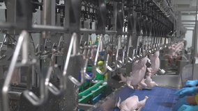 Close up worker hanging the chicken carcass is suspended on the production of an automated tape on special equipment. - Powered by Shutterstock - Get 15% off with code: PIKWIZARD15