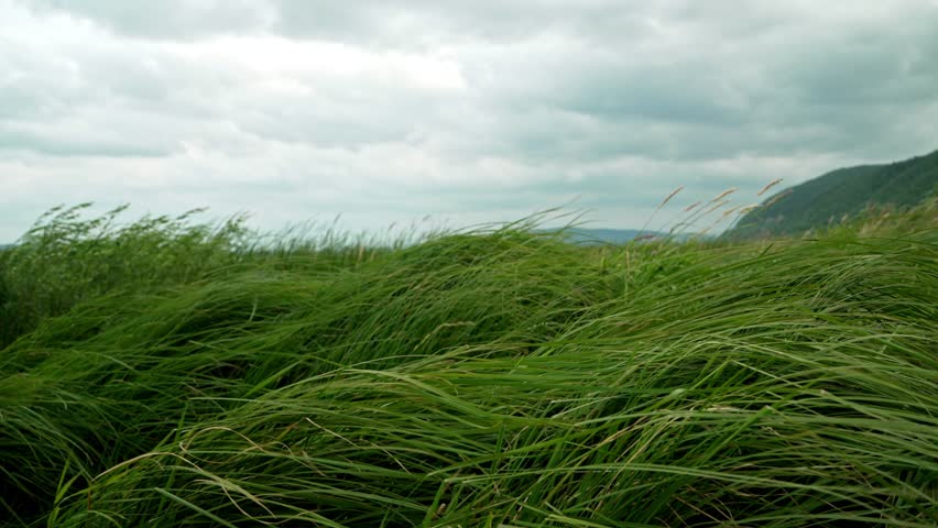 Green grass sways in strong wind. Cloudy weather, rain clouds, weather before storm and heavy rain, pumping atmosphere, strong wind swaying long green grass. Thickets of grass bend in strong cold wind