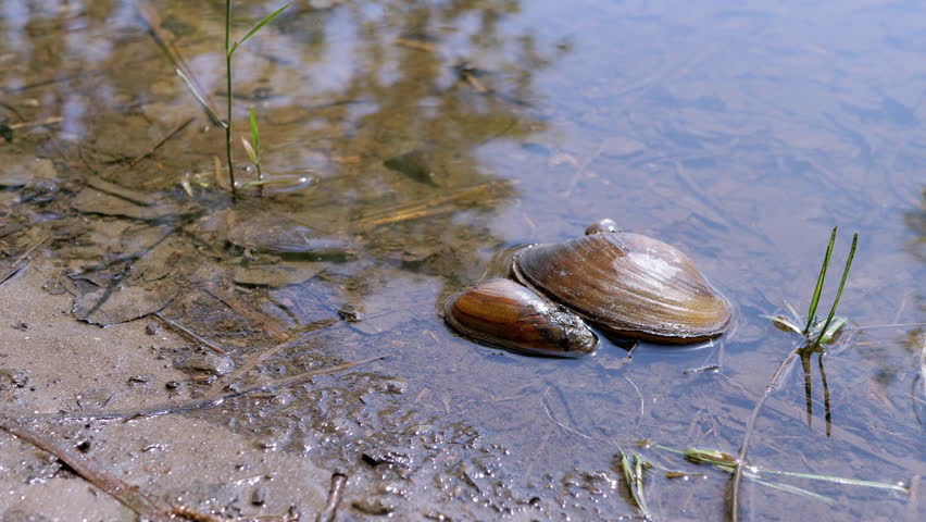 Two Freshwater Bivalve Mussel Lies on the River Bank in Muddy Water in the Sun. Anodonta cygnea. Sunlight, sunset. Bottom. Reflection of sun glares in water. Closed river mussel, shellfish. Seafood. Royalty-Free Stock Footage #1106585565