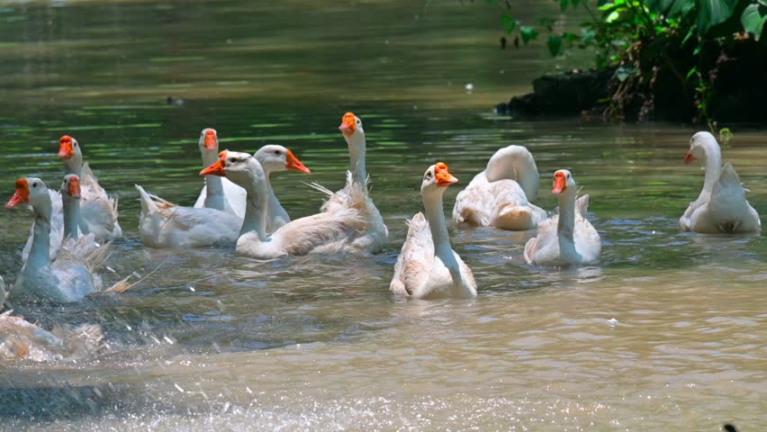 a flock of white swans swimming during the day