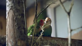 Pair of cute various lovebirds (Agapornis roseicollis sits on wooden branch in aviary and gnaws on a stick. Beautiful parrots. Soft focus. Real time video. Exotic pets theme.