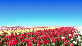 Moving forward through a tulip flower field, loop, forward straight, blue sky - Powered by Shutterstock - Get 15% off with code: PIKWIZARD15
