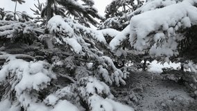 A Snowy Spruce: A Source of Inspiration