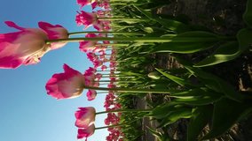 Springtime Splendor: Gorgeous Tulips in Full Bloom (Vertical)