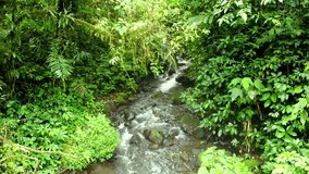 Zoom Out of Natural River In Tropical Forest