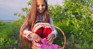 Bulgarian beautiful woman in ethnic folklore clothing harvesting rose petals of oil bearing Rose Damascena in a basket. Nature of Bulgaria