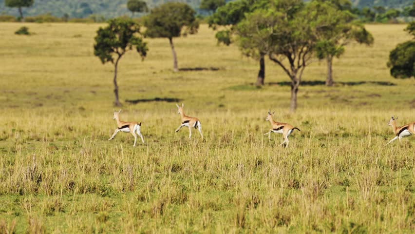 Cheetah Hunting Warthog and Gazelle Animals Running Away Chasing Prey on a Hunt, African Wildlife Being Chased in Africa, Masai Mara, Kenya on Safari in Maasai Mara