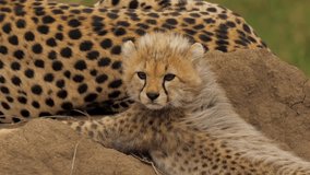 Cute portrait of baby cheetah near mother, learning nature around him. Adorable pretty little wildcat with baby fur under protection from parent in african savanna. - Powered by Shutterstock - Get 15% off with code: PIKWIZARD15