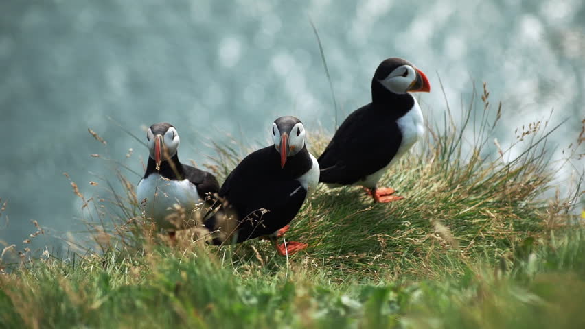 Concept of northern seabird. Adorable puffins looking around sitting on the shore. Pretty couple of puffin watching nature close to the sea. Island colorful bird flying under the earth. Royalty-Free Stock Footage #1106608233