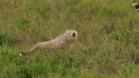 Cute portrait of adorable baby cheetah following mother in tall grass of african savanna. Little wild kitten with baby fur running through wide grassfield. Concept of wilderness, wildlife. - Powered by Shutterstock - Get 15% off with code: PIKWIZARD15