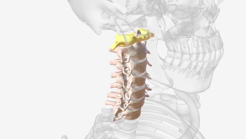 The atlas (plural: atlases) is the first cervical vertebra, commonly called C1 . Royalty-Free Stock Footage #1106621623