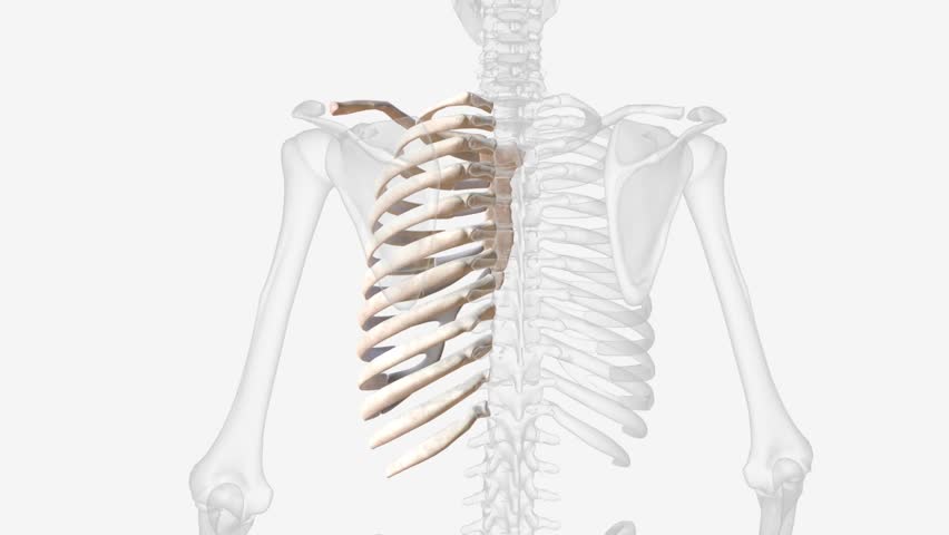 THORACIC-CAGE Footage, Videos and Clips in HD and 4K - Avopix.com