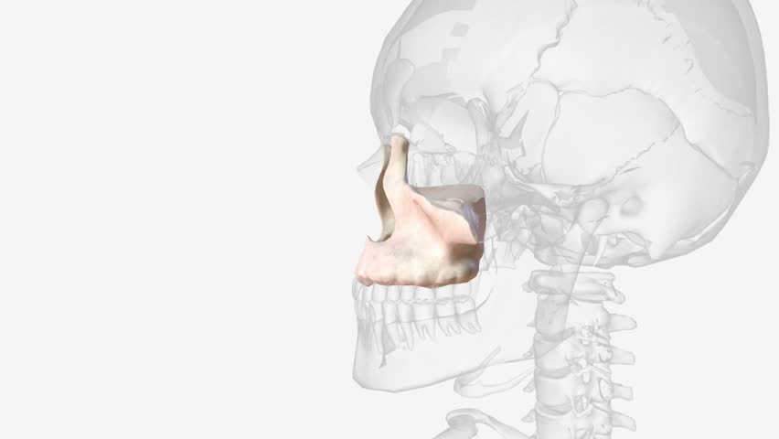 The maxilla, also known as the upper jaw, is a vital viscerocranium structure of the skull . Royalty-Free Stock Footage #1106621647