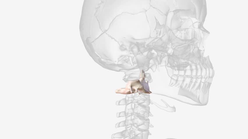 The axis is the second cervical vertebra, commonly called C2 . Royalty-Free Stock Footage #1106621665