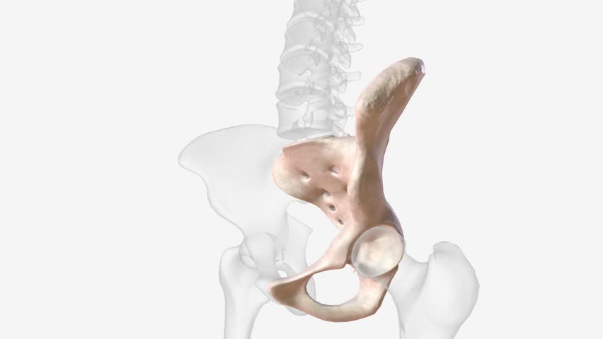 The sacrum is a shield-shaped bony structure that is located at the base of the lumbar vertebrae and that is connected to the pelvis . Royalty-Free Stock Footage #1106621677