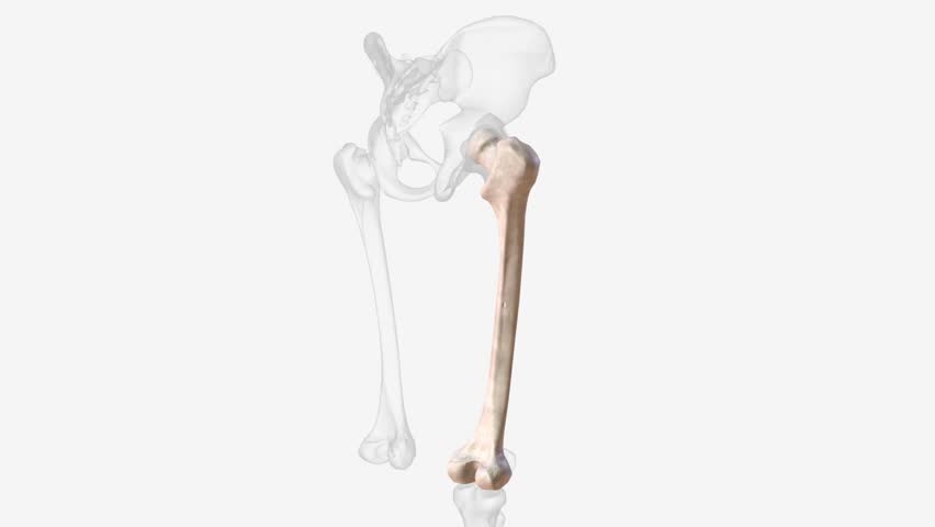 The femur is the only bone in the thigh and the longest bone in the body . Royalty-Free Stock Footage #1106621705