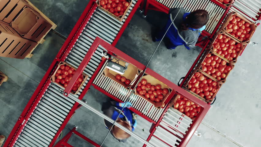 Factory conveyor and industrial production facility, packing equipment. Top view of agriculturists packing ripe tomatoes in a factory