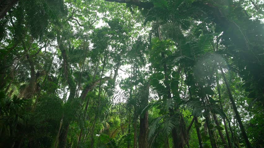 Video of incredible plants from a botanical garden in Victoria on Mahe island in Seychelles. Footage filmed with a camera on a gimbal moving cinematic forward. Filmed on a beautiful contrasty day.