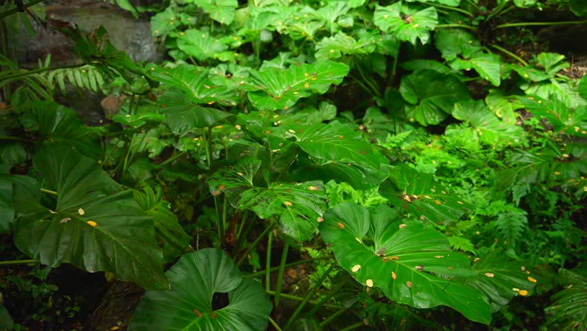 Video of incredible plants from a botanical garden in Victoria on Mahe island in Seychelles. Footage filmed with a camera on a gimbal moving cinematic forward. Filmed on a beautiful contrasty day.