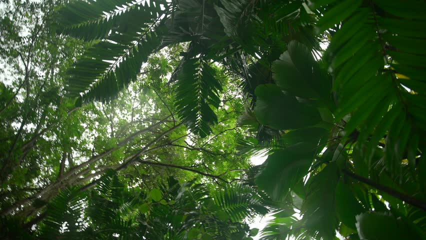 Video of incredible plants from a botanical garden in Victoria on Mahe island in Seychelles. Footage filmed with a camera on a gimbal moving cinematic forward. Filmed on a beautiful contrasty day.