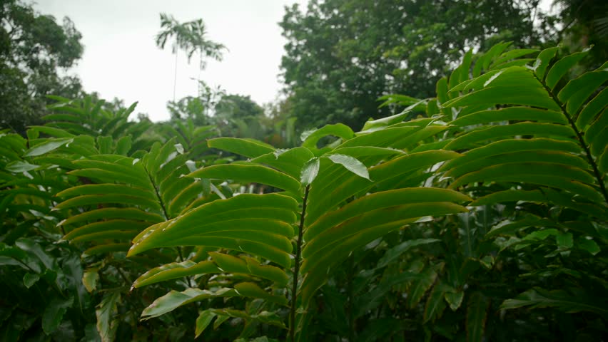 Video of incredible plants from a botanical garden in Victoria on Mahe island in Seychelles. Footage filmed with a camera on a gimbal moving cinematic forward. Filmed on a beautiful contrasty day.