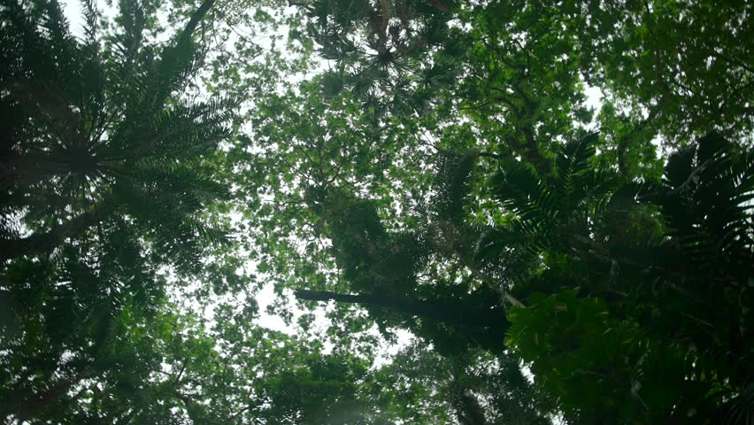 Video of incredible plants from a botanical garden in Victoria on Mahe island in Seychelles. Footage filmed with a camera on a gimbal moving cinematic forward. Filmed on a beautiful contrasty day.