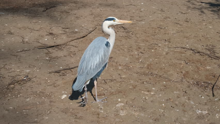 Gray heron. Big blue bird in the zoo.