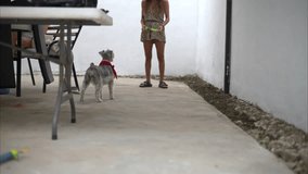 Slow motion of a latin woman playing with her grey schnauzer dog in the backyard running and having fun