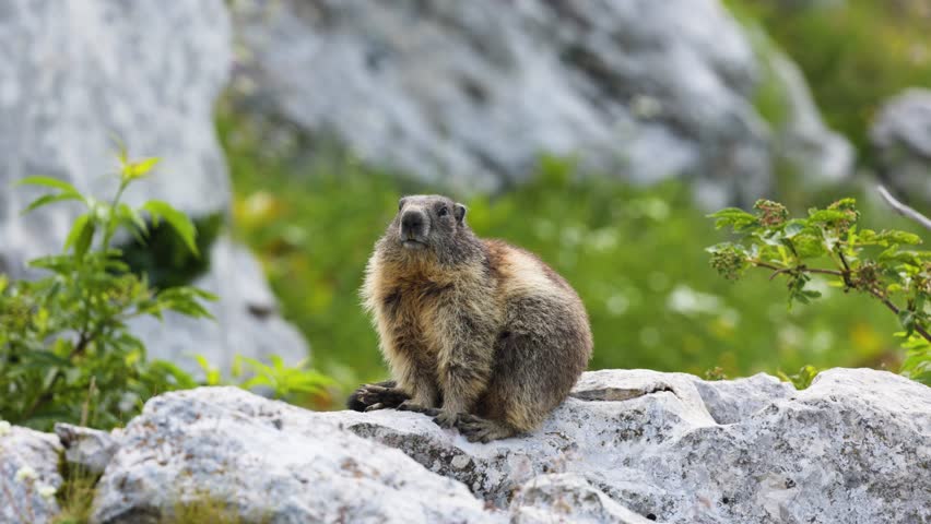 Alpine marmot sitting relaxing on top of a rock in her natural habitat