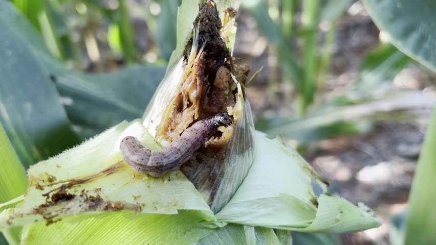 Spodoptera frugiperda eating corn plant