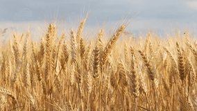 Golden ears of wheat waving in the wind. Golden wheat grains ready to harvest. Blured background.