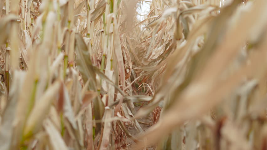 Slow motion between rows of dry corn plants in farmers field. Dried plants in crisis lean year due to global drought and lack of rain. Food crisis due to dead crops. Royalty-Free Stock Footage #1106632961