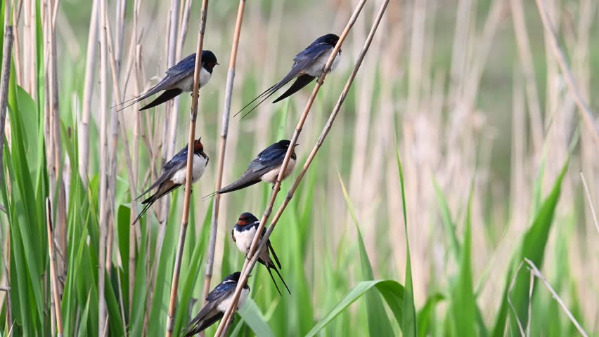 Barn swallow Hirundo rustica. The bird sits on a reed and flies away. Slow motion. Close up.