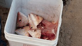 A clip of fish leftovers in a bucket.