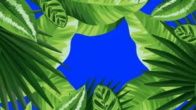 4K Stock video animated footage, blue screen background, tropical tree branch, leaves moving in wind. 2d Seamless loop animation, realistic plant, swaying leaf shadow silhouette