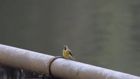 Video The movement of a little bird called Gray Wagtail, a strange movement from Thailand.
