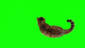Top-down view of Bengal cat sitting down waving his tail on green screen isolated with chroma key