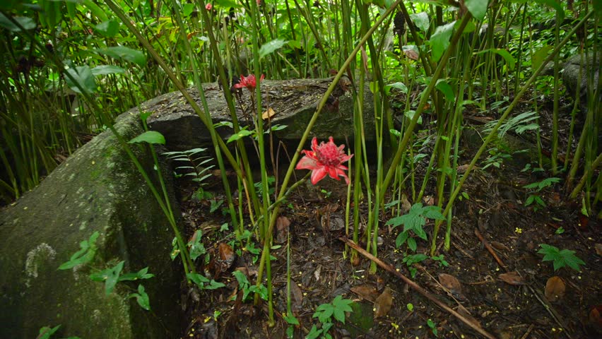 Video of incredible plants from a botanical garden in Victoria on Mahe island in Seychelles. Footage filmed with a camera on a gimbal moving cinematic forward. Filmed on a beautiful contrasty day.