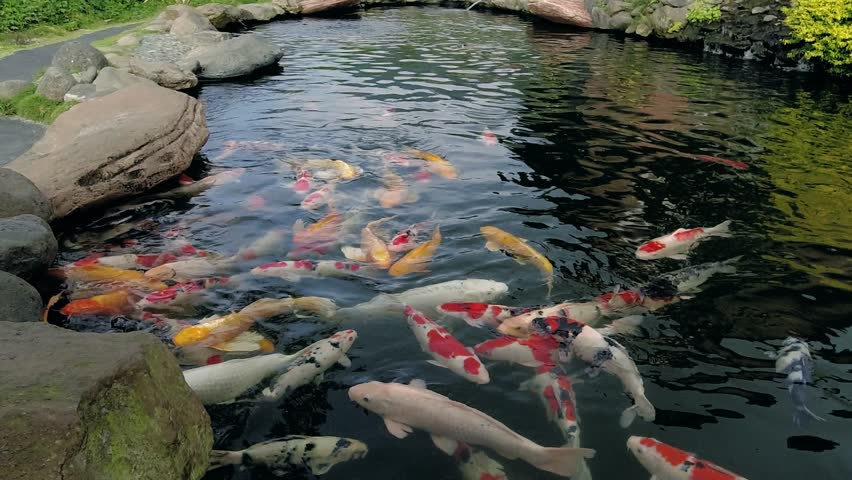 Beautiful color japanese koi fish colony in pond Royalty-Free Stock Footage #1106637939