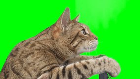 Side view of a cat sitting behind a steering wheel on green screen isolated with chroma key, real shot. Bengal cat driving a car.