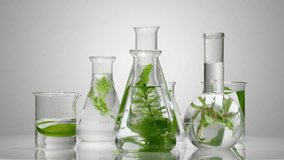 Erlenmeyer flasks, beaker and flat-bottom florence flasks of seaweed in many sizes are rotating on the mirror table. Seaweed is loaded with vitamin E - Powered by Shutterstock - Get 15% off with code: PIKWIZARD15