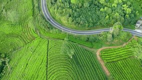 Aerial drone top view of scenery road through green mountains hills and tea plantations. High quality drone video. Green tea fields for vloggers travel video or advertising eco-friendly agriculture