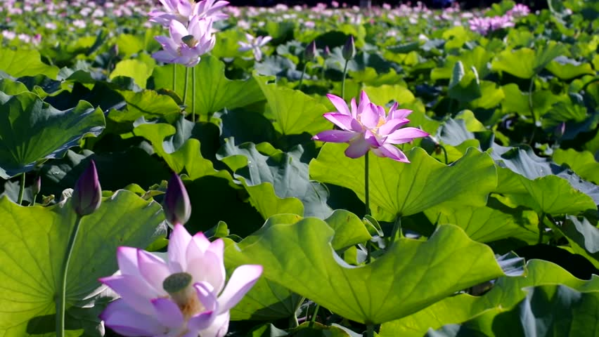 Many lotus flowers are in bloom in the lotus pond.
Scientific name is Nelumbo nucifera.
This is a lotus pond at the Fujiwarakyo ruins in Nara,Japan. Royalty-Free Stock Footage #1106639475