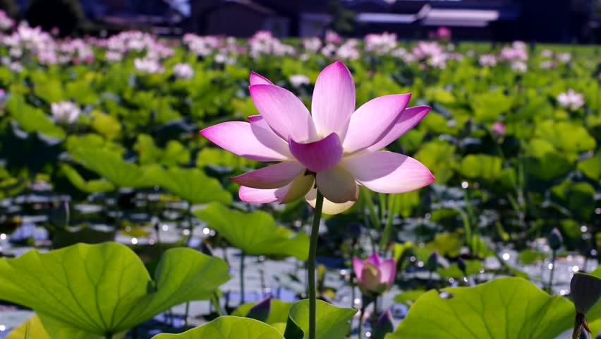 Many lotus flowers are in bloom in the lotus pond.
Scientific name is Nelumbo nucifera.
This is a lotus pond at the Fujiwarakyo ruins in Nara,Japan. Royalty-Free Stock Footage #1106639539