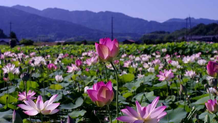 Many lotus flowers are in bloom in the lotus pond.
Scientific name is Nelumbo nucifera.
This is a lotus pond at the Fujiwarakyo ruins in Nara,Japan. Royalty-Free Stock Footage #1106639541