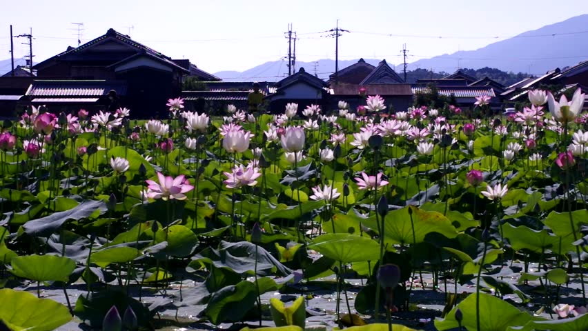 Many lotus flowers are in bloom in the lotus pond.
Scientific name is Nelumbo nucifera.
This is a lotus pond at the Fujiwarakyo ruins in Nara,Japan. Royalty-Free Stock Footage #1106639543