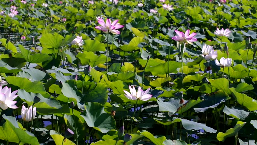 Many lotus flowers are in bloom in the lotus pond.
Scientific name is Nelumbo nucifera.
This is a lotus pond at the Fujiwarakyo ruins in Nara,Japan. Royalty-Free Stock Footage #1106639545